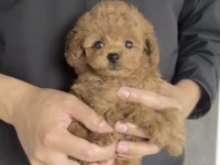 Toy Poodle Yavru