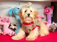 KALİTELİ MALTİPOO