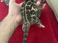 Show class bengal kedisi bebekler