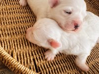 White maltese anne baba şecereli bembeyaz renk garantili