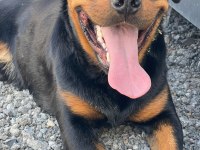 Erkek Rottweiler 1 Yaşında