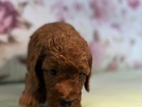 Toy poodle yavrularım