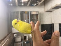 Jumbo ele alıştırmalık muhabbet kuşu yavrular