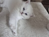 Çok minnoş sevilmeye bayılan bir british shorthair