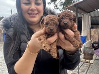 Kilo garantili toy ve kore poodle yavrularım