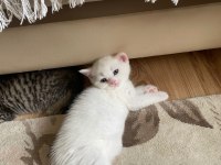 İki adet british shorthair 2 aylık yavru