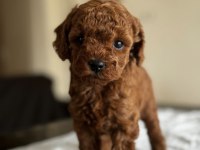 EV ORTAMINDA DOĞUP BÜYÜTÜLMÜŞ TOY POODLE