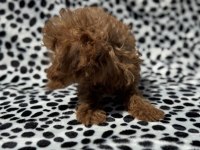 Petmode köpek çiftliğinden tea cup poodle