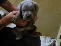 Uygun cane corso bir buçuk aylık