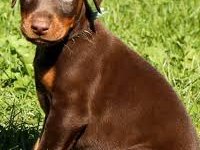 2 Aylık Asil Doberman Yavrularım