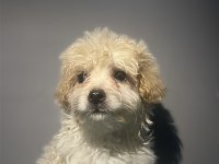 Evinizin Neşesi Maltipoo