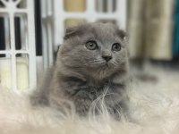 British shorthair kedimize sıcak bir yuva arıyoruz