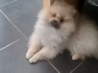 Pomeranian boo yavrusu