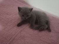 British shorthair 2 erkek 1 dişi kedilerimiz