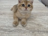British Golden Erkek Yavru