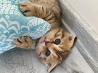 4 tane scottish kedi yavrusu 2 dişi ve 1 erkek