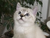 Sevimli Ve Oyuncu Scottish Fold Blue Point Erkek 2.5 Aylık