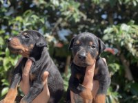 King Doberman Yavruları