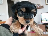 Yorkshire terrier 7 haftalık bebek