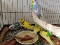 Muhabbet kuşu yavrular sahiplendirilecek ele alıştırmalık