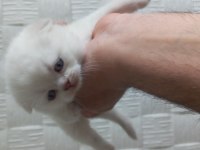 Yavru british shorthair mama yiyorlar tuvalet eğitimi var