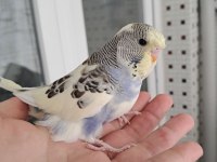 Reni Güzeli Kaliteli Erkek Bebek Muhabbet Kuşu