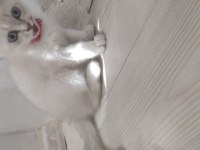 British shorthair orjinal