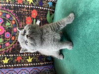 Gri Ayı Kafa Yavru British Shorthair