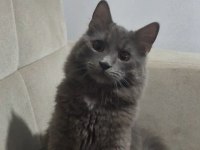 BRİTİSH KEDİMİZ - DUMAN