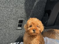 EV ÜRETİMİ KG GARANTİLİ TOY POODLE YAVRULARIMIZ