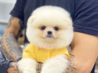 Evlerinize getirecek pomeranian boo yavrularımız hazır
