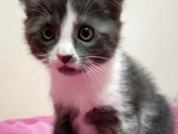 scottish fold kırık kulaklı güzel kızlarım