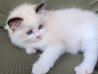Ragdoll Yavru Kediler