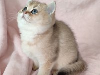 Şafkan British Shorthair