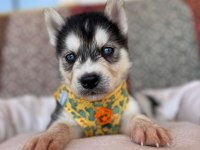 Mükemmel gözleriyle husky Sibirya kurdu yavrularımız