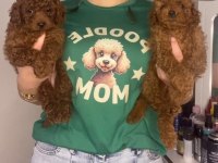 KİLO GARANTİLİ TOY POODLE VE KORE YAVRULARIMIZ