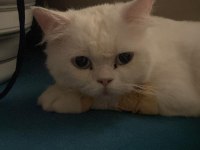 British shorthair erkek