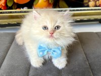 Kaliteli British Longhair Bebekler