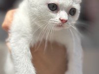 Kar gibi british shorthair kızçeler