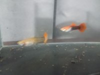 1 erkek 1 dişi red tuxedo Lepistes