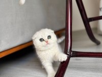 Kendi kedimizin scottish fold yavruları