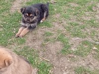 Alman malinois yavrular