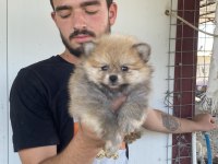 ÜST KALİTE POMERANİAN BOO YAVRULAR