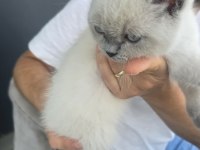 BRİTİSH SHORTHAİR BLUE POİNT KEDİMİZ