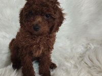 Toy poodle brown cana yakın