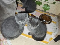 Ev Üretimi Erkek ve Dişi British Shorthair