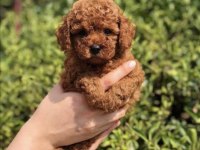 GERÇEK LOKUM POODLE