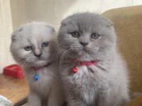 Mükemmel kız bebeklerim scottish fold top kafalar