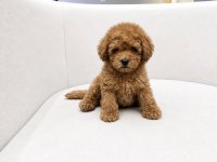Toy Poodle Sağlıklı