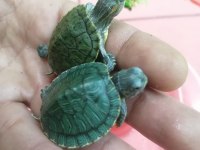 Su Kaplumbağası Bebek Kırmızı Yanak Singapur
